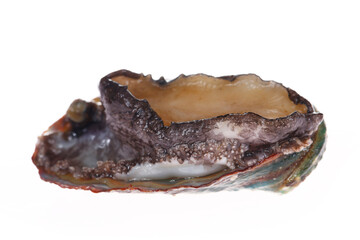 Abalone shellfish on a white background