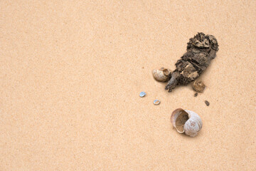 Fototapeta na wymiar Old seashells on the sand for background.