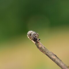macro of a fly © Monika