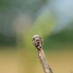bug on a leaf © Monika