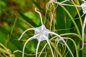 rain on Alligator lily aka Hymenocallis palmeri