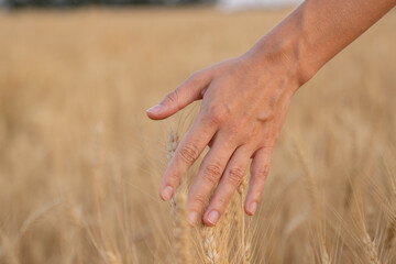 Close-up farmer touching his crop with hand in a golden wheat field. 