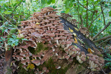 many mushrooms on a stump,on a stump in the forest a group of edible fungi Armillaria mellea