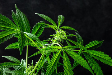 Marijuana plant, almost ready for harvest, on a dark background. Cannabis leaves with a place for text