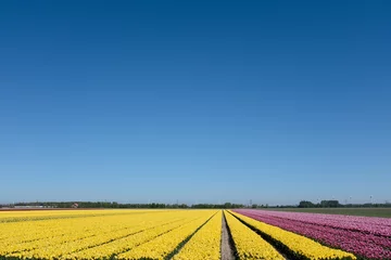 Fotobehang Tulpenveld © Holland-PhotostockNL