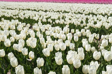 Foto op Aluminium Tulip field, Flevoland Province, The Netherlands © Holland-PhotostockNL