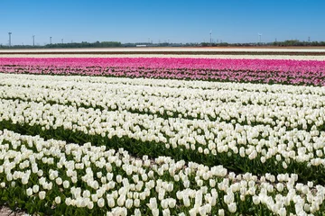Foto auf Acrylglas Tulip field, Flevoland Province, The Netherlands © Holland-PhotostockNL