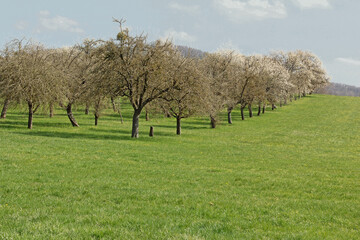 Obraz premium Streuobstwiese