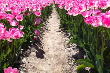Foto op Plexiglas Tulip field, Flevoland Province, The Netherlands © Holland-PhotostockNL