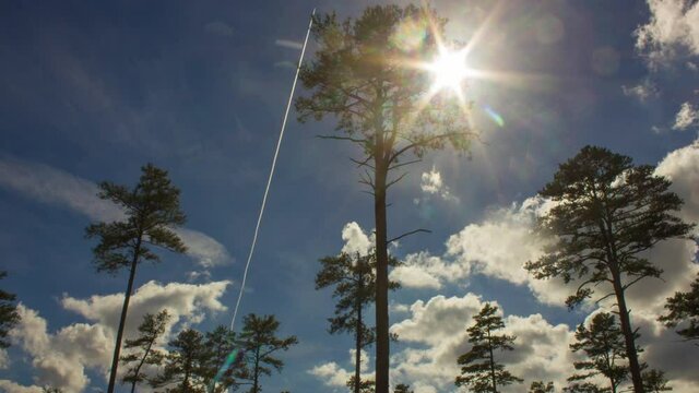 Low Angle Shot Of Beautiful Sunlight And Clouds Passing The Tall Longleaf Pine Trees During Daytime at Duke Forest - time lapse
