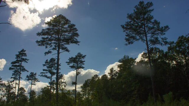Green Forest In Daytime With Bright Sun Shining Through The Longleaf Pine Trees - timelapse