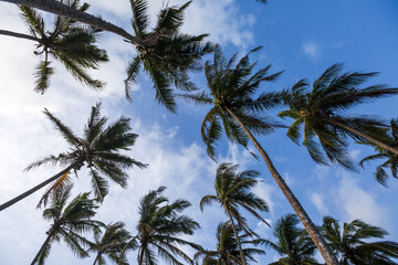Obraz na płótnie Canvas a forrest of palm trees and blue sky with fluffy clouds