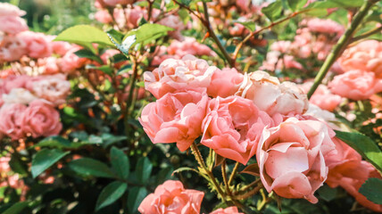 Pink roses rosa blooming flowers close up in garden in sun light as natural floral botanical pattern vintage retro romantic gentle wallpaper background backdrop toned in warm colors as wedding card