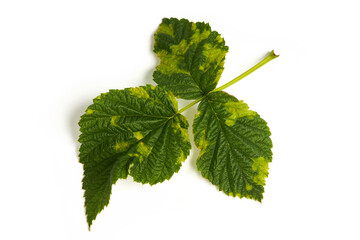 Bacterial illness of raspberry leaf, chlorosis, isolated on white background. Chlorotic blotches of...