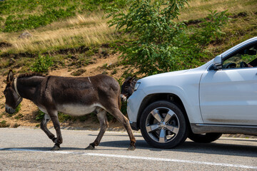 Farm animals on the road in Romania causing dangerous road events