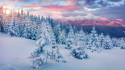 Superb sunrise in the mountains. Fresh snow covered slopes and fir trees in Carpathian mountains,...