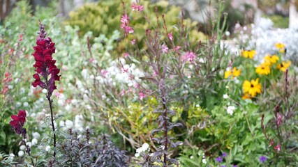 Fototapeta premium Colorful wildflower blossom, spring morning meadow, natural botanical background. Flower delicate bloom soft focus, gardening in California, USA. Multicolored romantic springtime flora. Herbs variety.