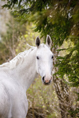 portrait of beautiful holstein grey stallion horse on green forest background