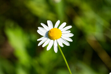 Obraz premium White daisy flower in the garden. One camomile on green background