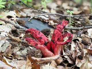 Tintenfischpilz (Clathrus archeri)