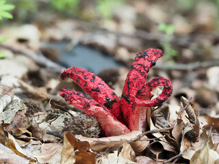 Tintenfischpilz (Clathrus archeri)