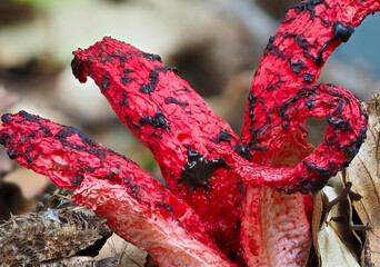 Tintenfischpilz (Clathrus archeri)