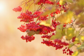 Soft focused blurred autumnal scenery, photography of berries with sunset sunlight on the background.