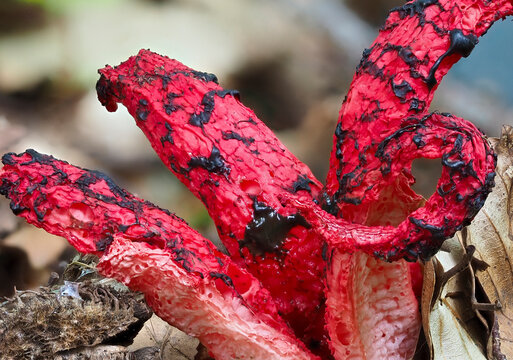 Tintenfischpilz (Clathrus archeri)