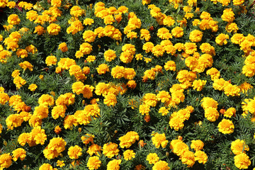 yellow flowers in the garden