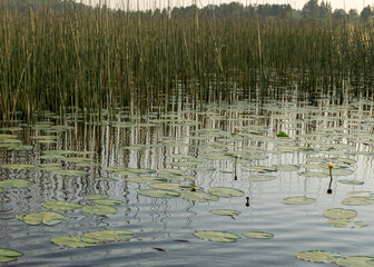 landscape with a calm water surface, water lilies and reeds, reflections in the water