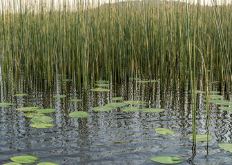 landscape with a calm water surface, water lilies and reeds, reflections in the water