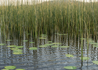 Fototapeta na wymiar landscape with a calm water surface, water lilies and reeds, reflections in the water