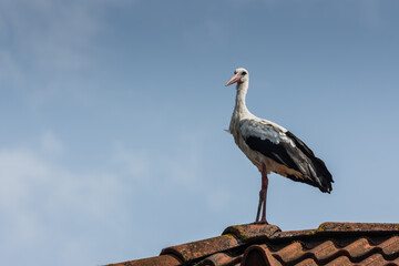 single storck standing on a red roof and looks to the side with blue sky