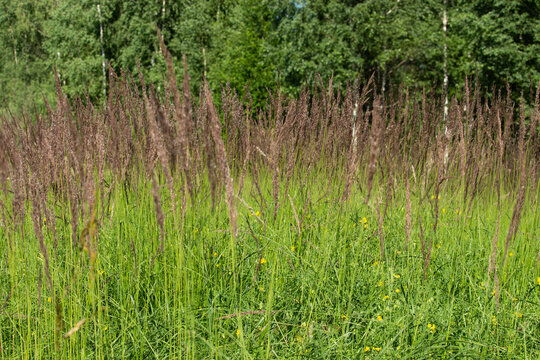 Achnatherum calamagrostis plants near the forest in summer