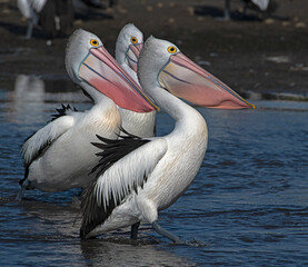 Three Australian pelicans wading in shallow water.