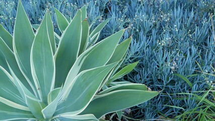 Blue agave leaves, succulent gardening in California, USA. Home garden design, yucca, century plant or aloe. Natural botanical ornamental mexican houseplants, arid desert floriculture. Calm atmosphere