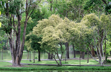 Natural scenery in the park with  river and trees