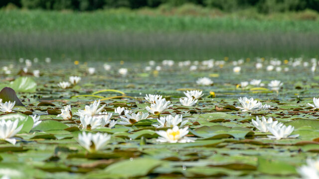 aquatic vegetation at the river bank on a sunny summer day, the lotus background photo is very beautiful in a water pot, Salaca river, Burtnieki lake, Latvija