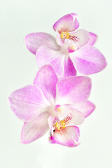 pink orchid isolated on white