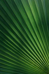 Poster palm leaf texture natural tropical green leaf close up © Екатерина Клищевник