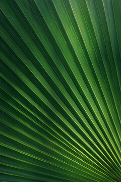 palm leaf texture natural tropical green leaf close up © Екатерина Клищевник