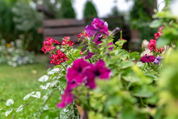 Obraz premium summer flowers in the garden on a sunny day, gardener summer