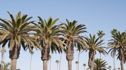 Obraz premium Palms in Los Angeles, California, USA. Summertime aesthetic of Santa Monica and Venice Beach on Pacific ocean. Clear blue sky and iconic palm trees. Atmosphere of Beverly Hills in Hollywood. LA vibes.