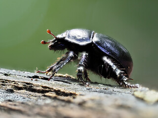 Waldmistkäfer (Anoplotrupes stercorosus)