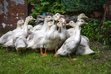 Obraz premium White ducks in a rural yard. White domestic ducks walk on the green grass in the countryside on a sunny day. Ducks on the green grass. Ducks are sitting in the green grass.