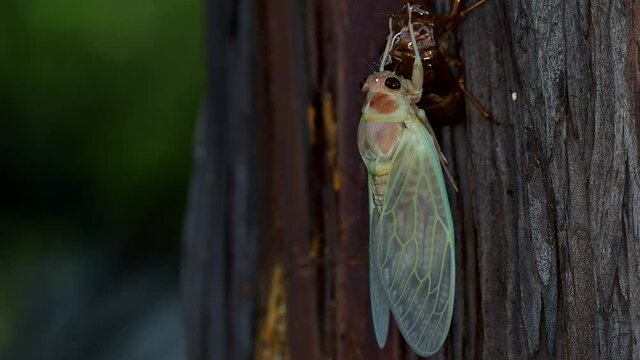 Tokyo,Japan - August 2, 2021: (16 times speed) Newly emerged brown cicada on a bark in Japan
