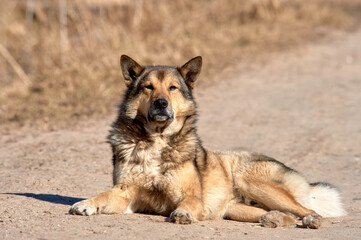 A fluffy dog lies on the road on a sunny day
