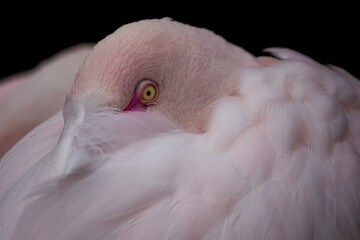Fototapeta premium Greater flamingo, Phoenicopterus roseus. Close up detail of head and eye.