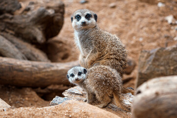 Fototapeta premium A vertical shot of a cute meerkat sitting on a wood piece. Meerkat or suricate adult and juvenile.