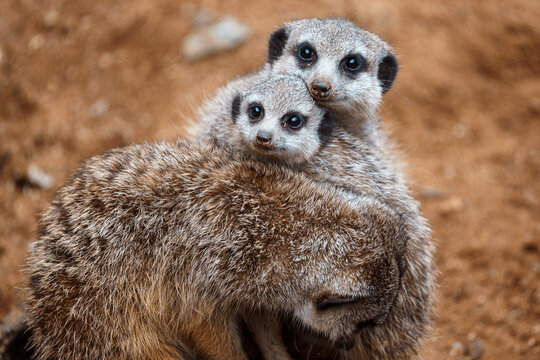 Suricate or meerkat (Suricata suricatta) Family photos of the cute creature